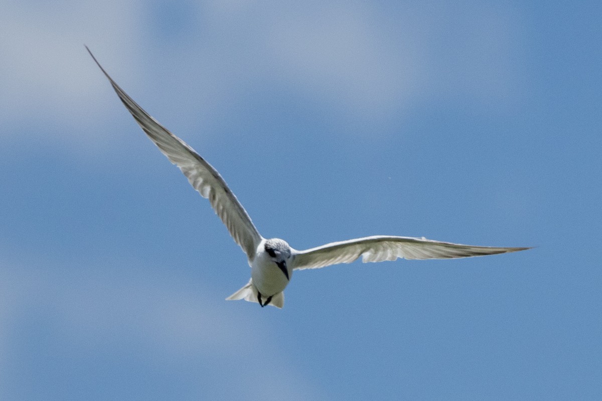 Whiskered Tern - Richard and Margaret Alcorn