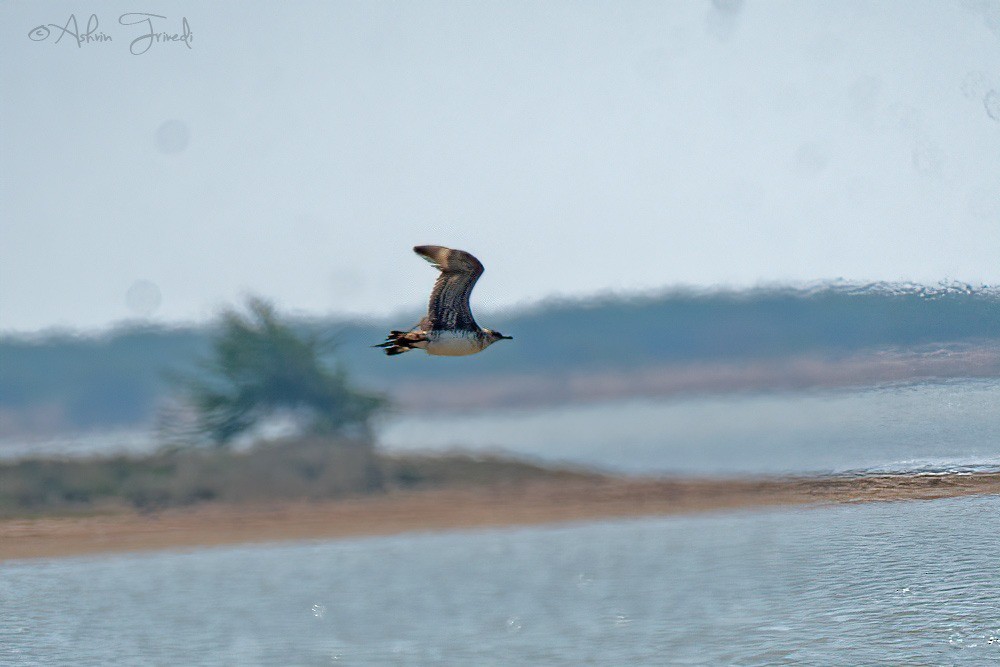 Parasitic Jaeger - Maulik Varu