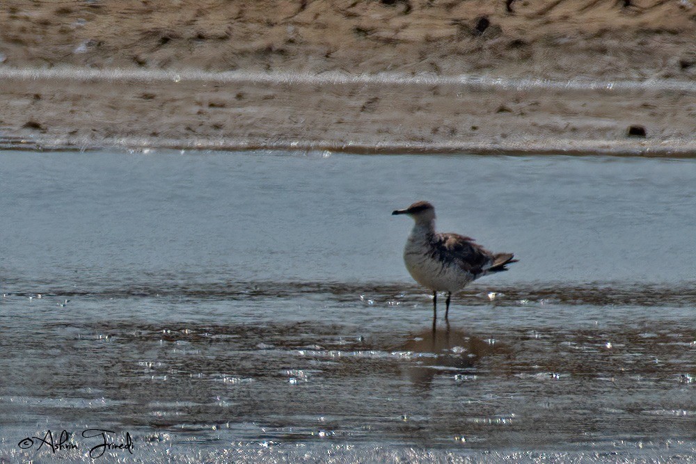 Parasitic Jaeger - ML612409578