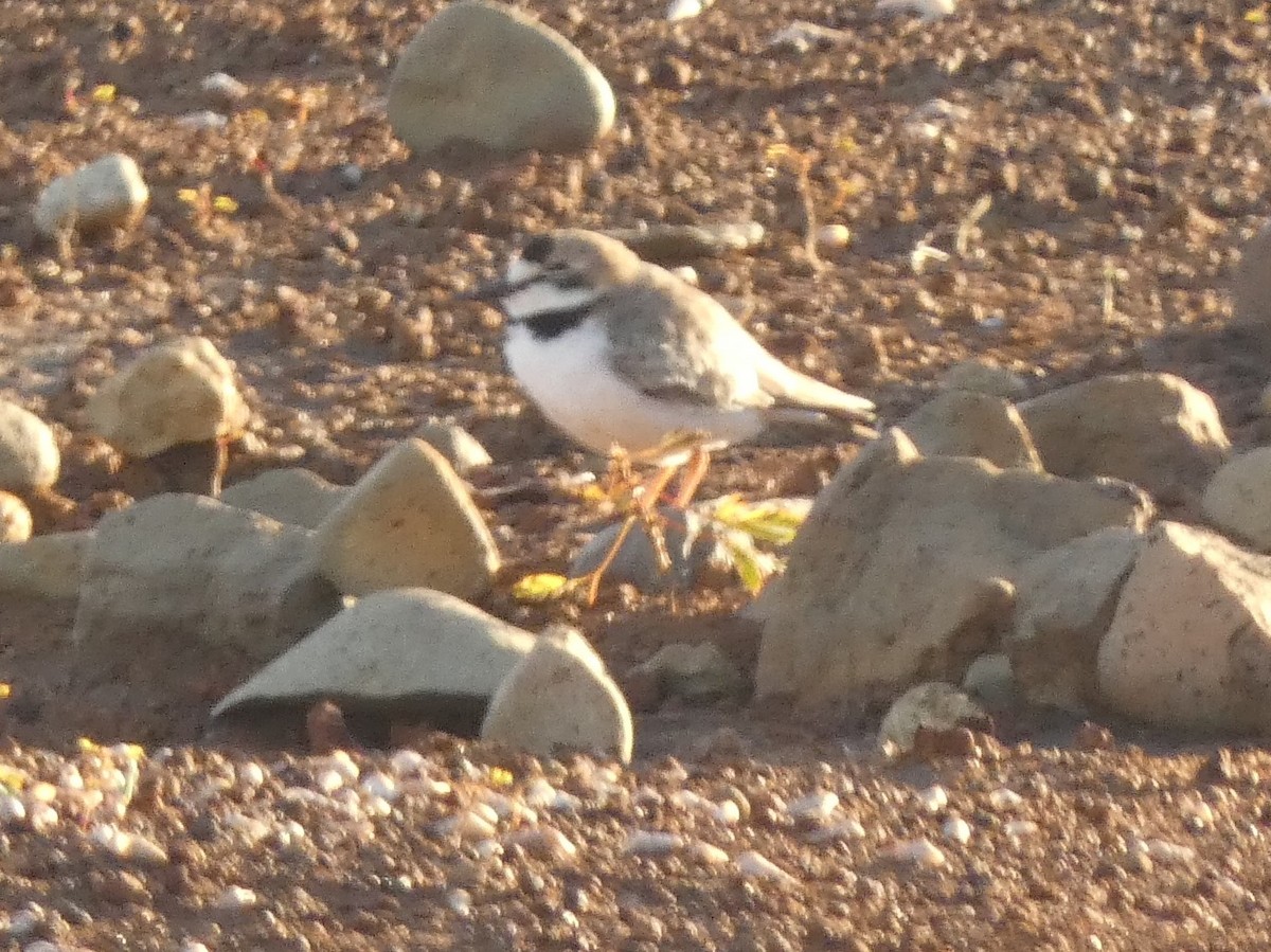 Collared Plover - ML612409621