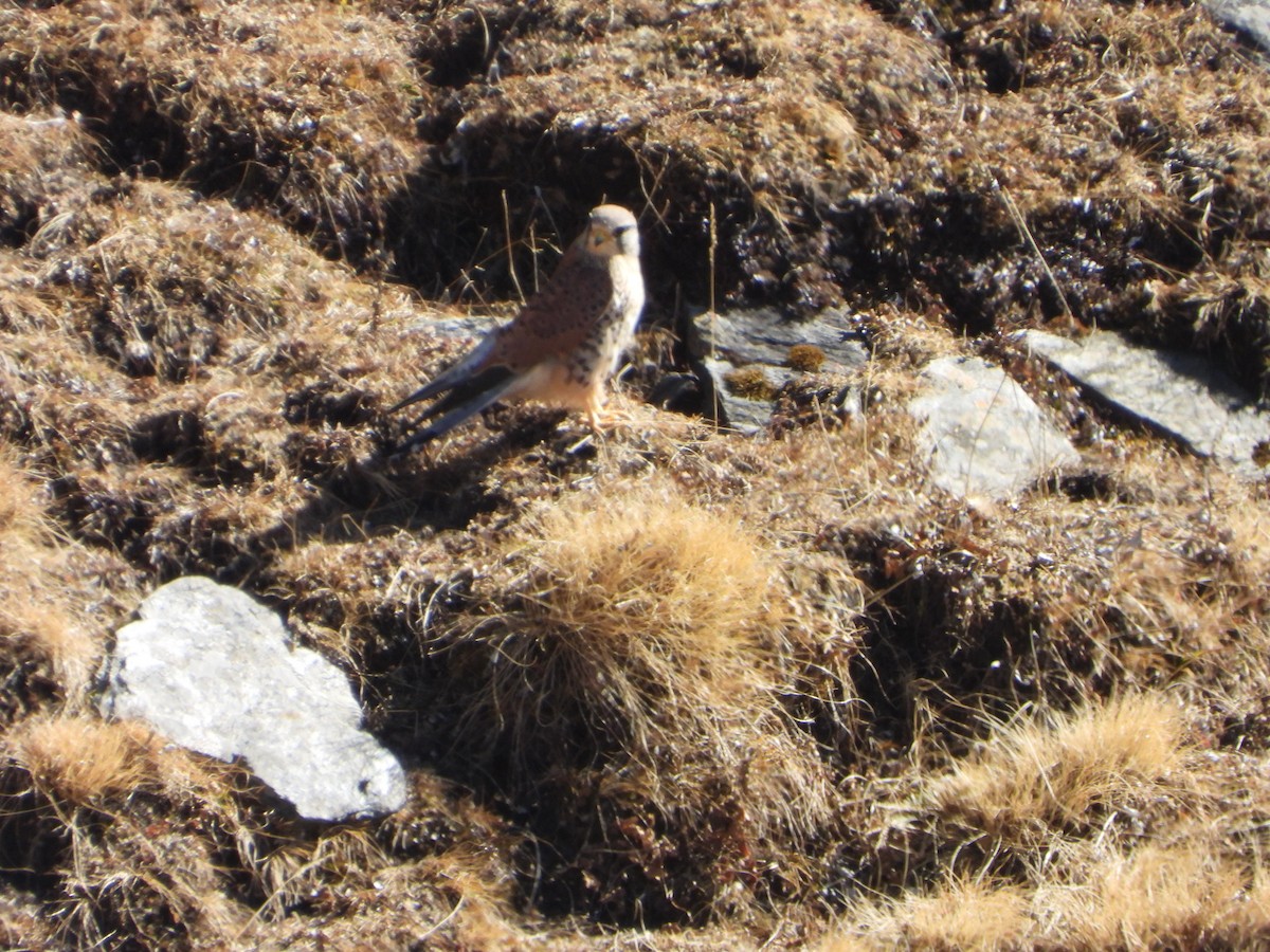 Eurasian Kestrel - Dhruv Sah