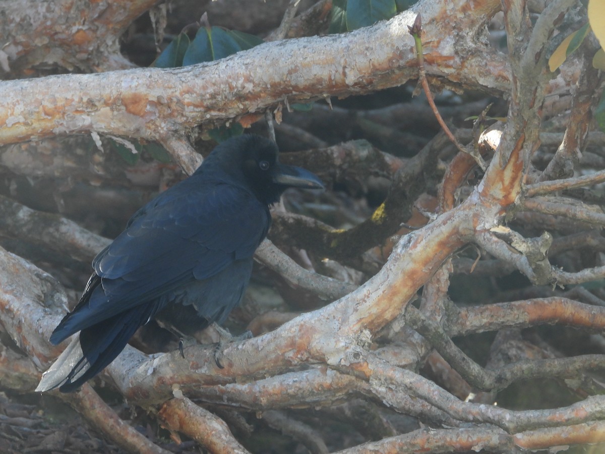 Large-billed Crow - ML612409673