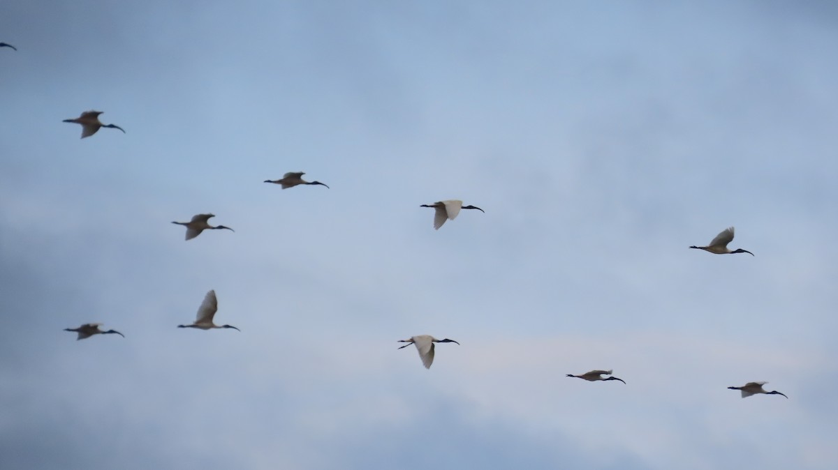 Black-headed Ibis - ML612409733