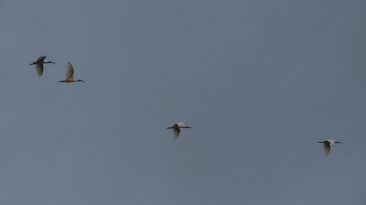 Black-headed Ibis - ML612409736