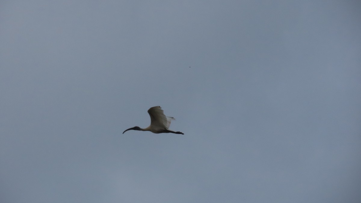 Black-headed Ibis - ML612409737