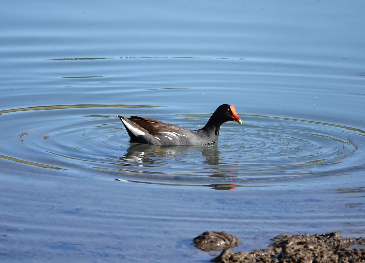 Common Gallinule - Mark Goodwin