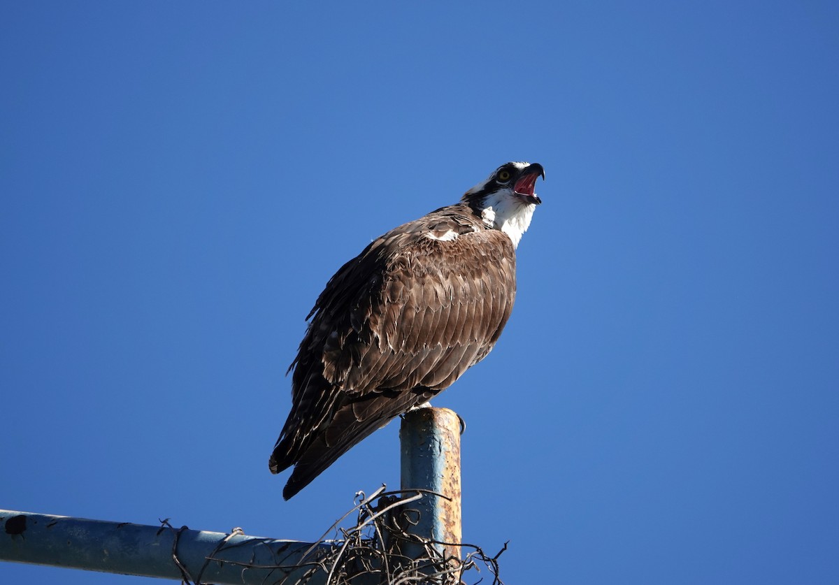 Águila Pescadora - ML612409785