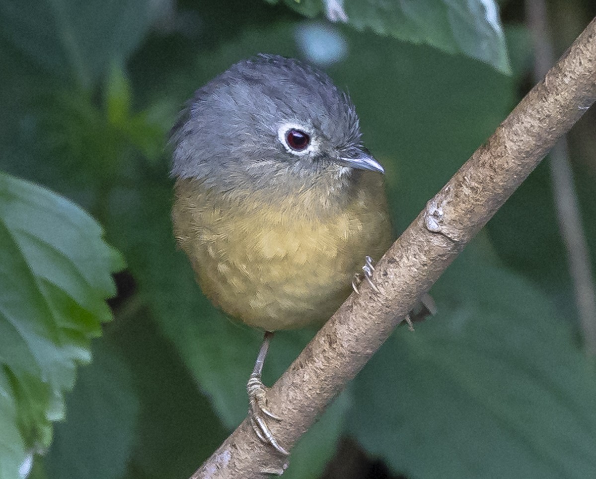 Yunnan Fulvetta - ML612409812