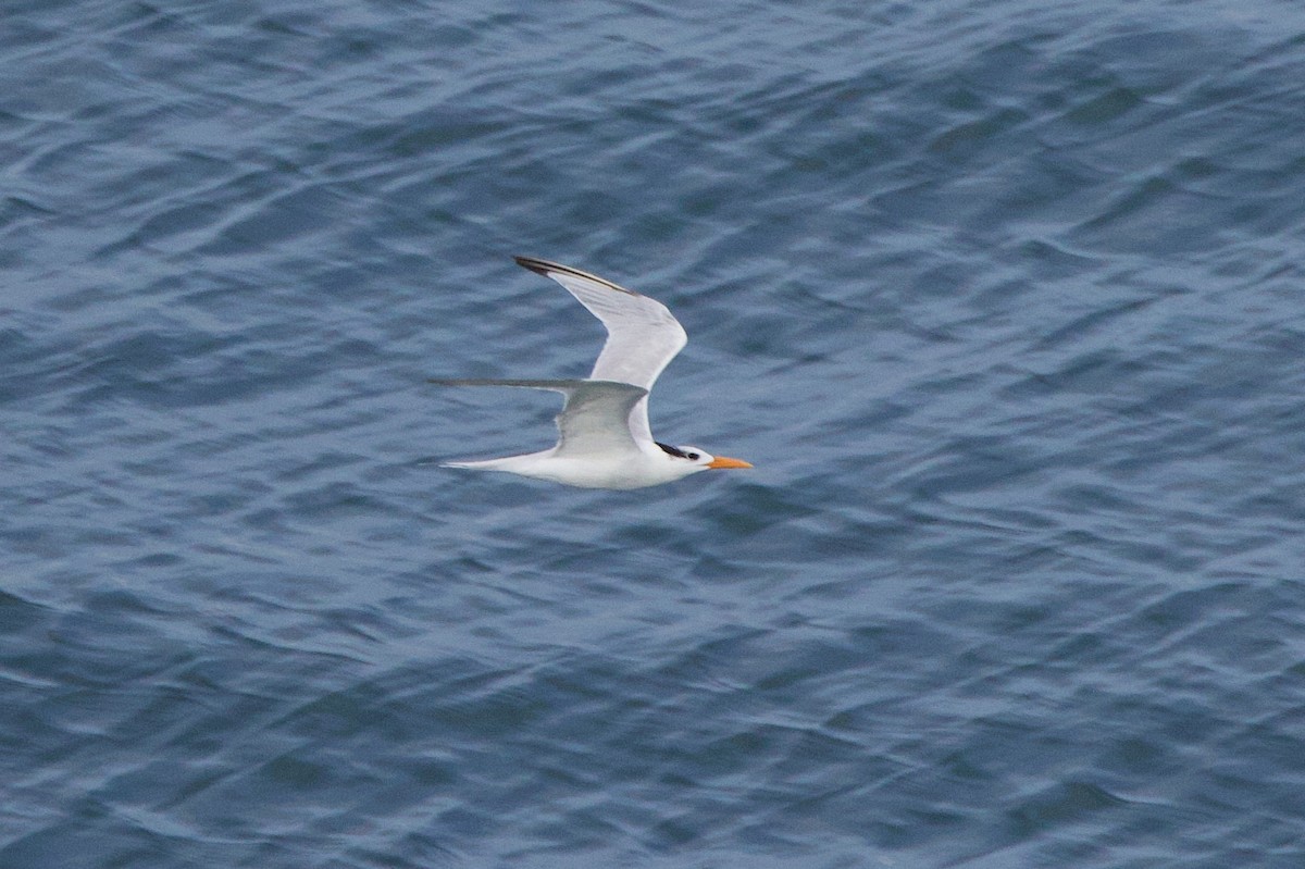 Royal Tern - ML612409834