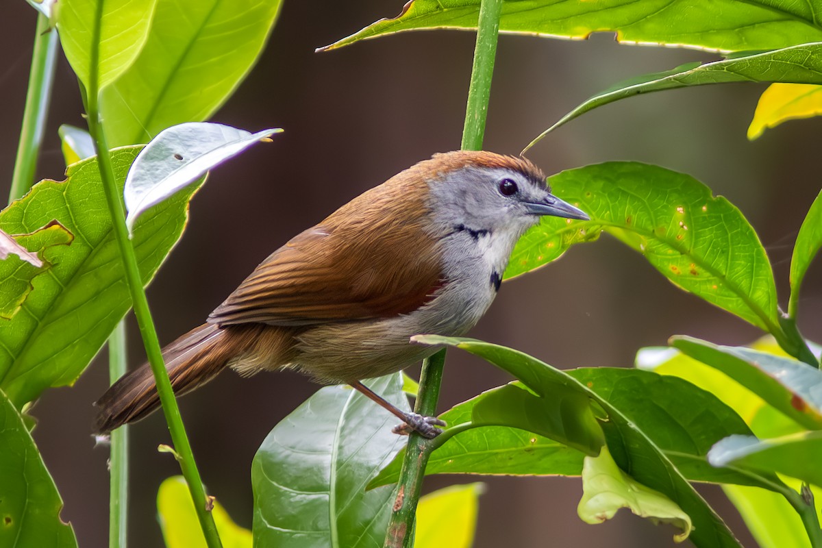 Crescent-chested Babbler - ML612409874