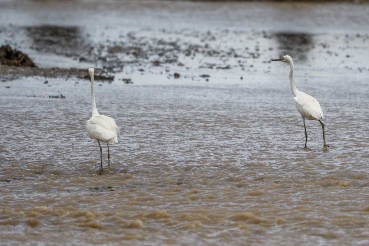 Little Egret (Australasian) - ML612409887