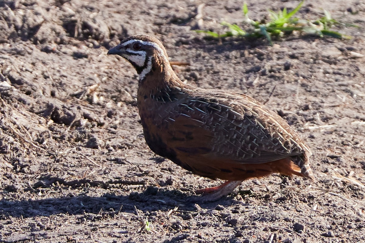 Harlequin Quail - ML612409931
