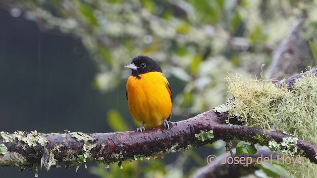 Baltimore Oriole - ML612409962