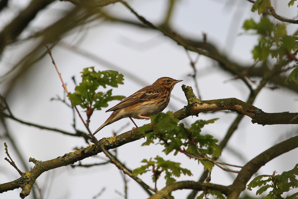 Tree Pipit - ML612409998