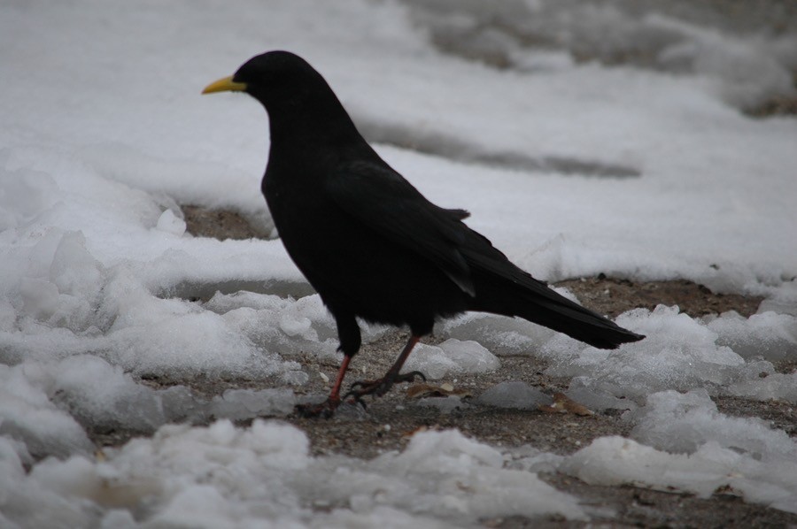 Yellow-billed Chough - Paul James