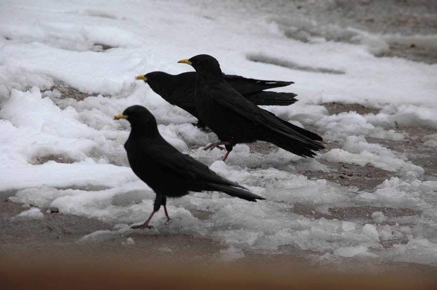 Yellow-billed Chough - Paul James