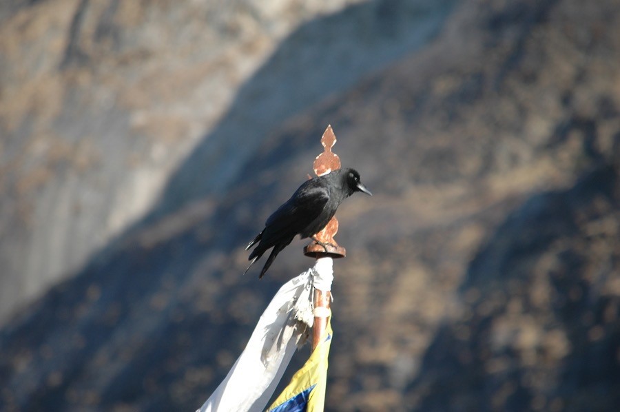 Large-billed Crow - Paul James