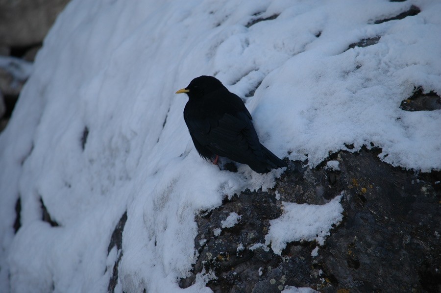 Yellow-billed Chough - ML612410114