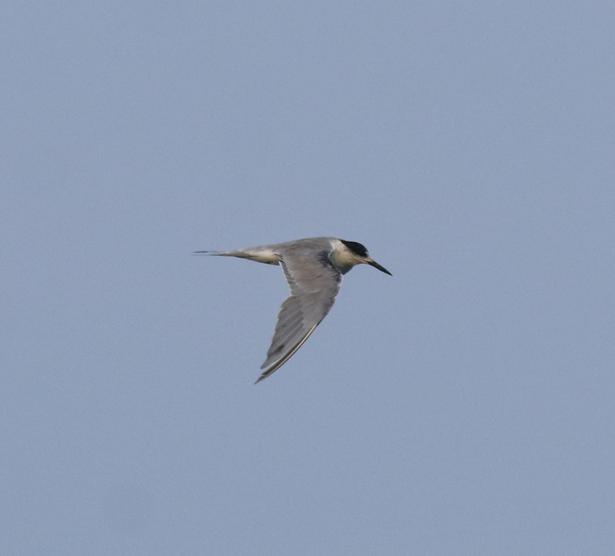 White-cheeked Tern - Afsar Nayakkan