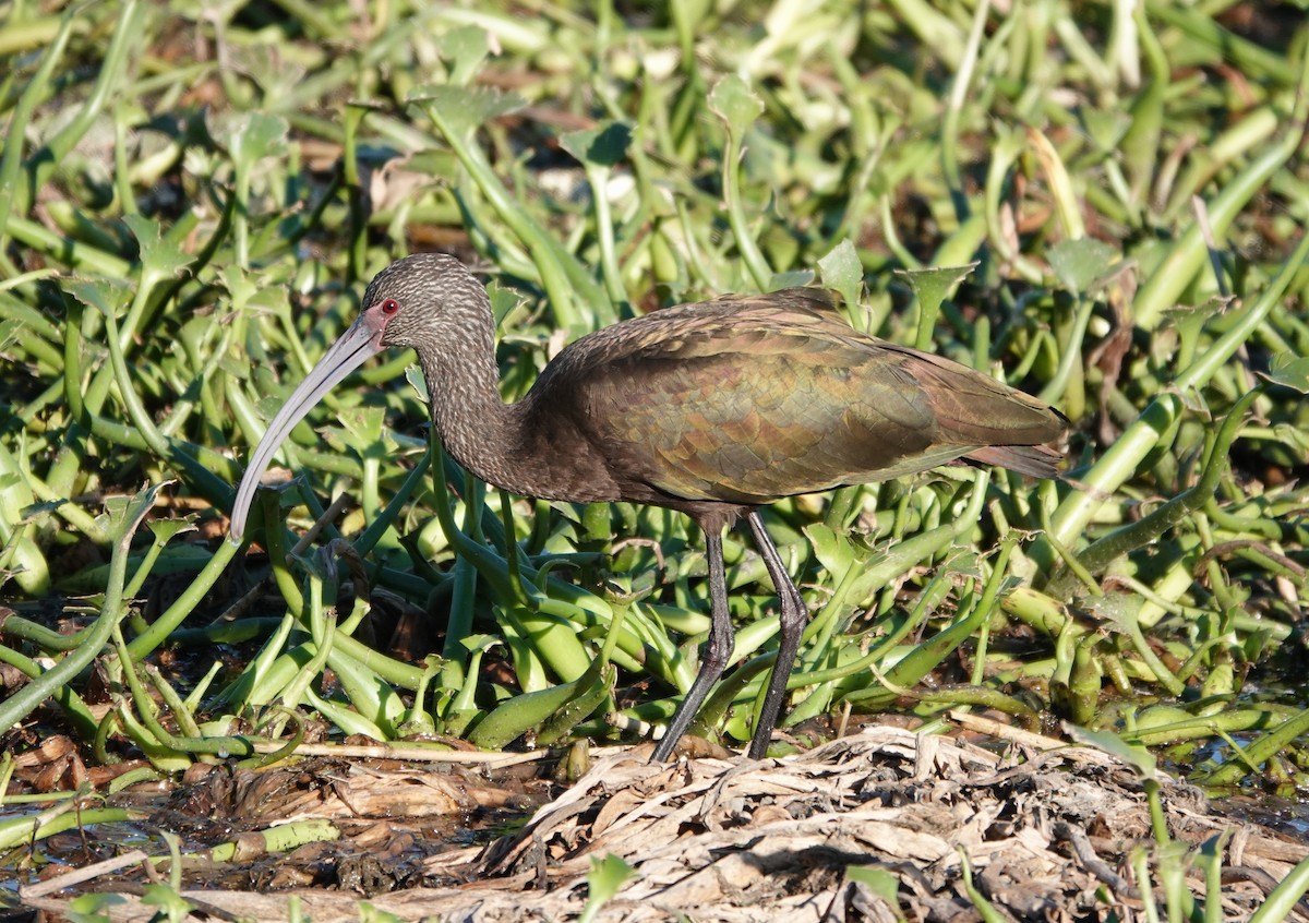 ibis americký - ML612410240