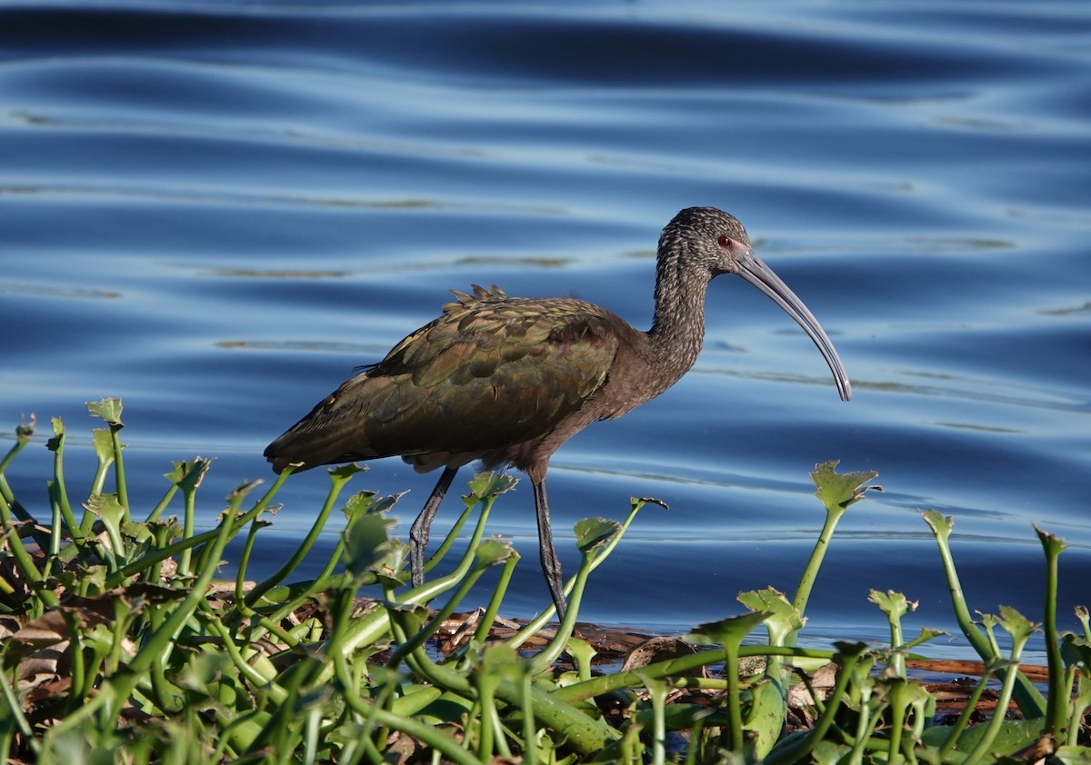 ibis americký - ML612410246