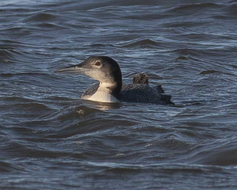 Common Loon - ML612410299
