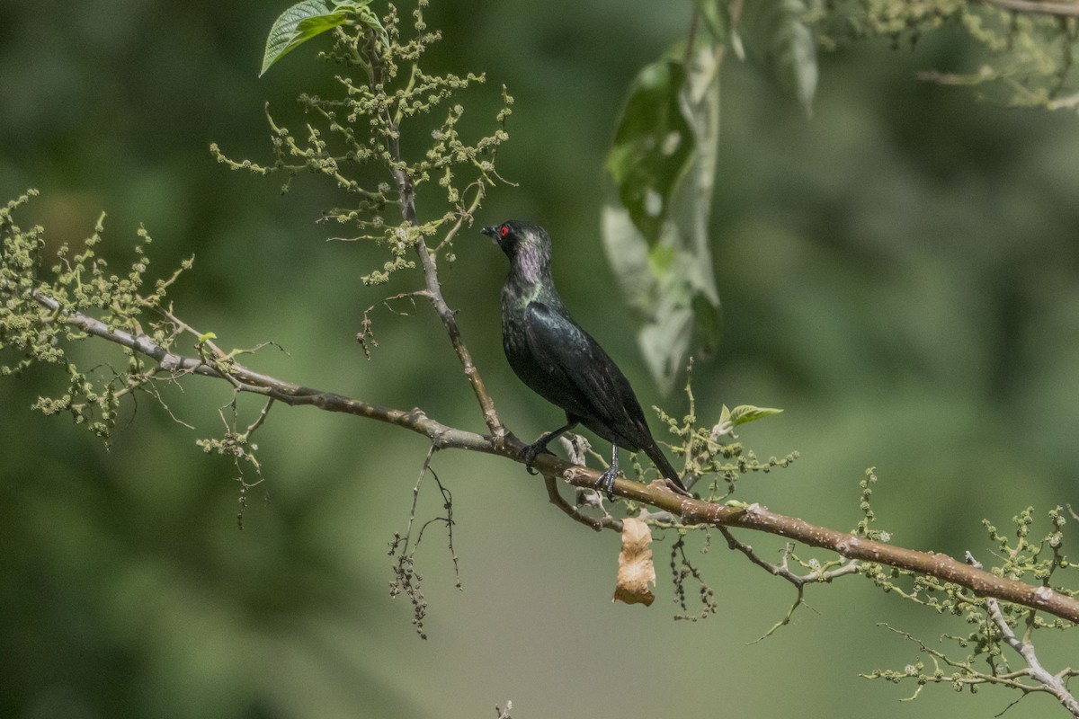 Short-tailed Starling - ML612410393