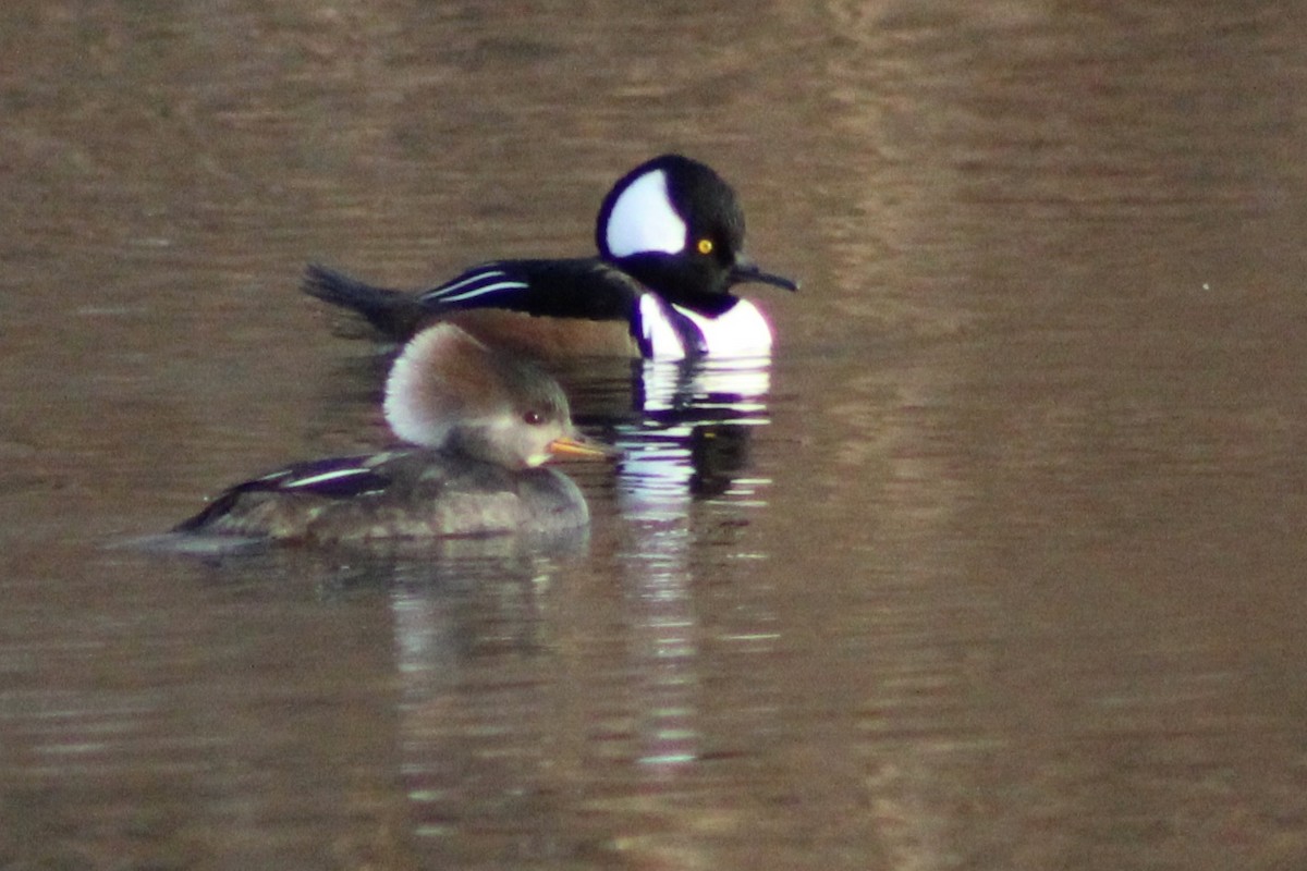 Hooded Merganser - Kevin Markham