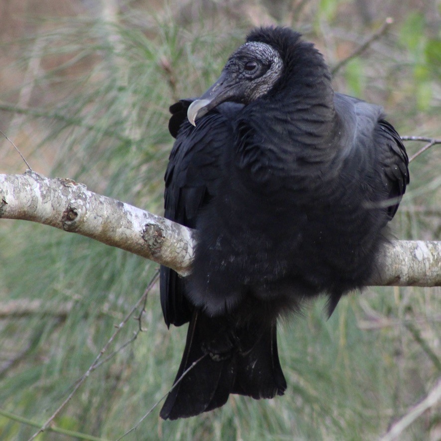 Black Vulture - ML612410476