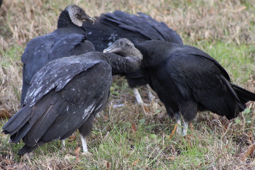 Black Vulture - ML612410478