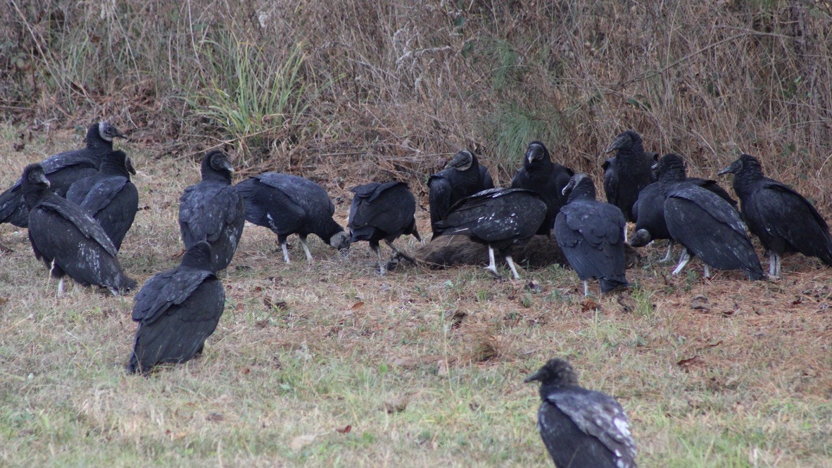 Black Vulture - ML612410483