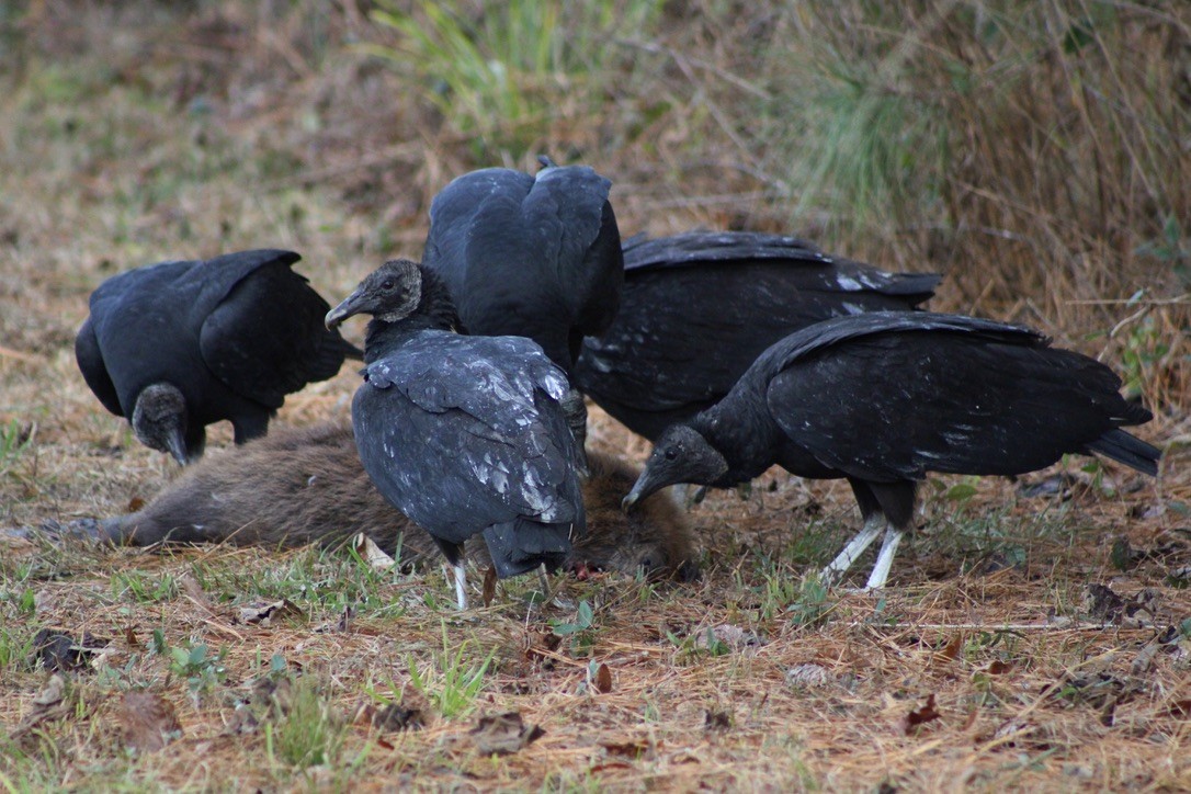 Black Vulture - ML612410485