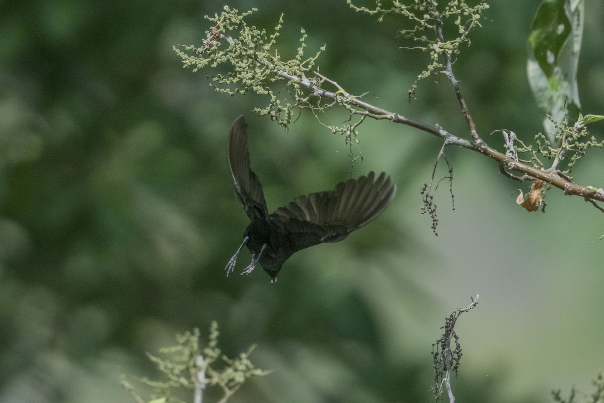 Short-tailed Starling - Jafet Potenzo Lopes