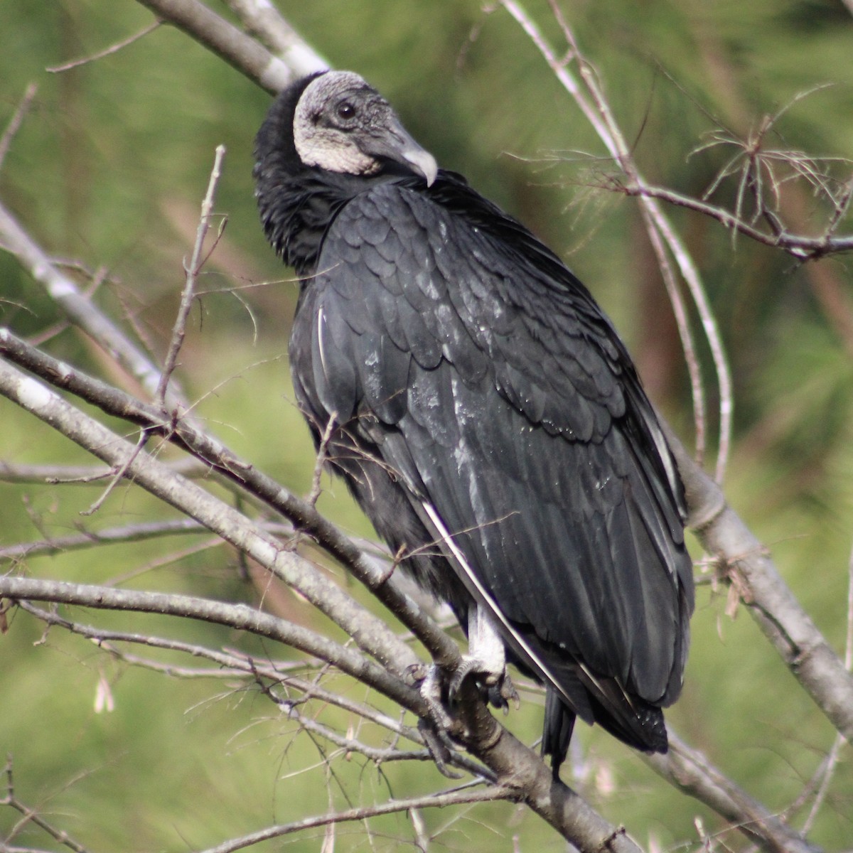 Black Vulture - ML612410507