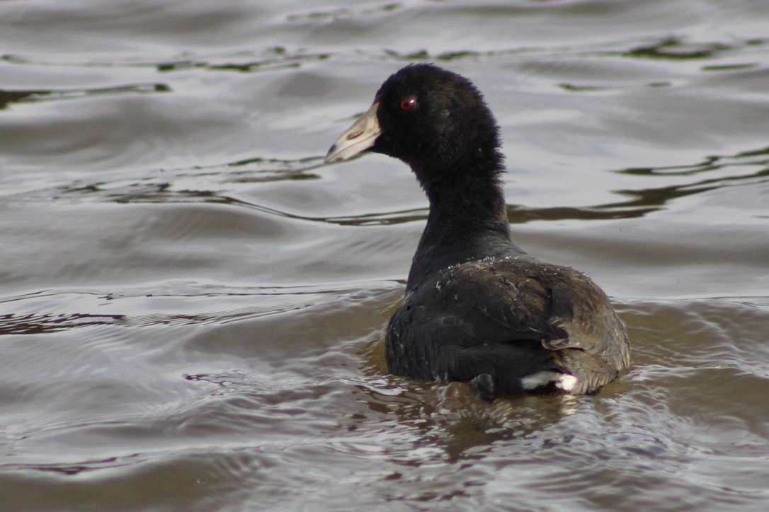 American Coot - ML612410516