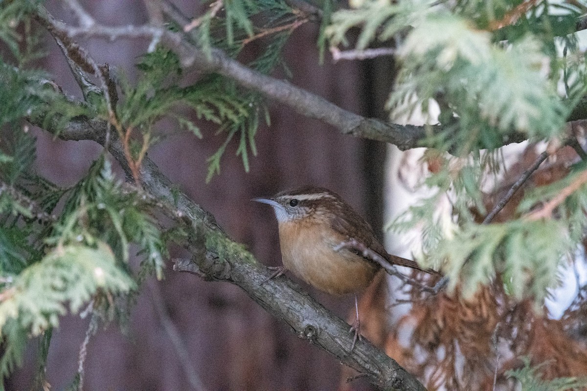 Carolina Wren - ML612410538