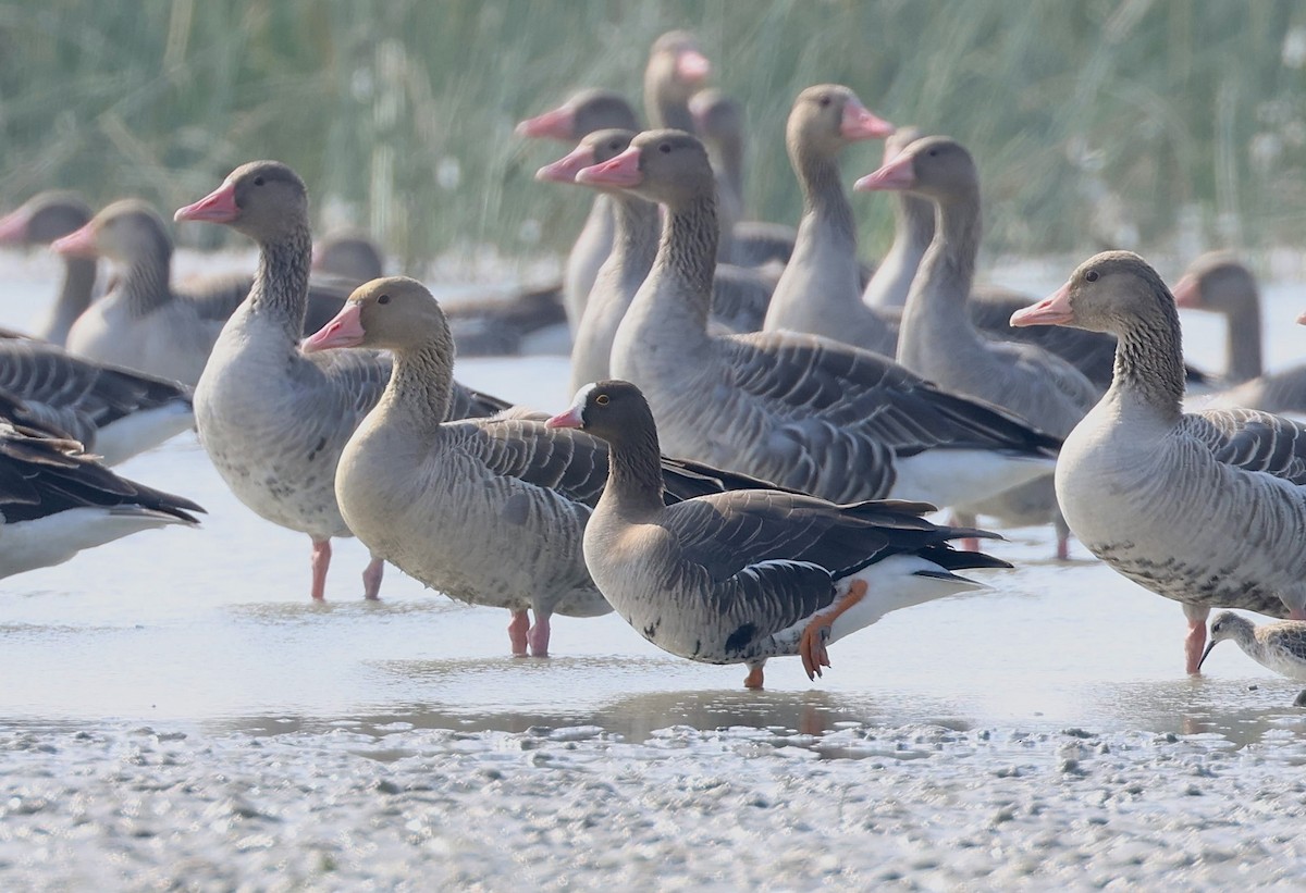 Lesser White-fronted Goose - Madhav Murthy