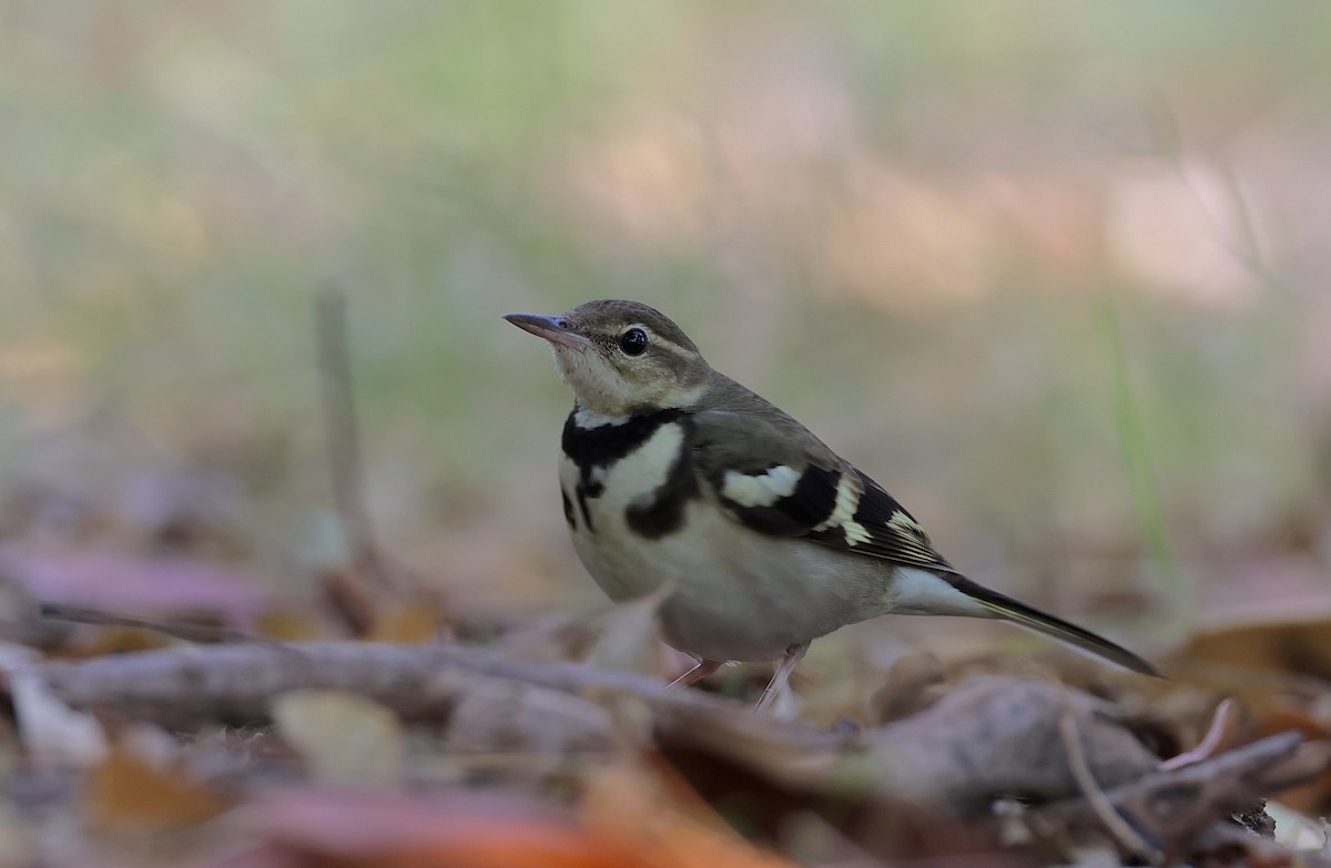 Forest Wagtail - Madhav Murthy