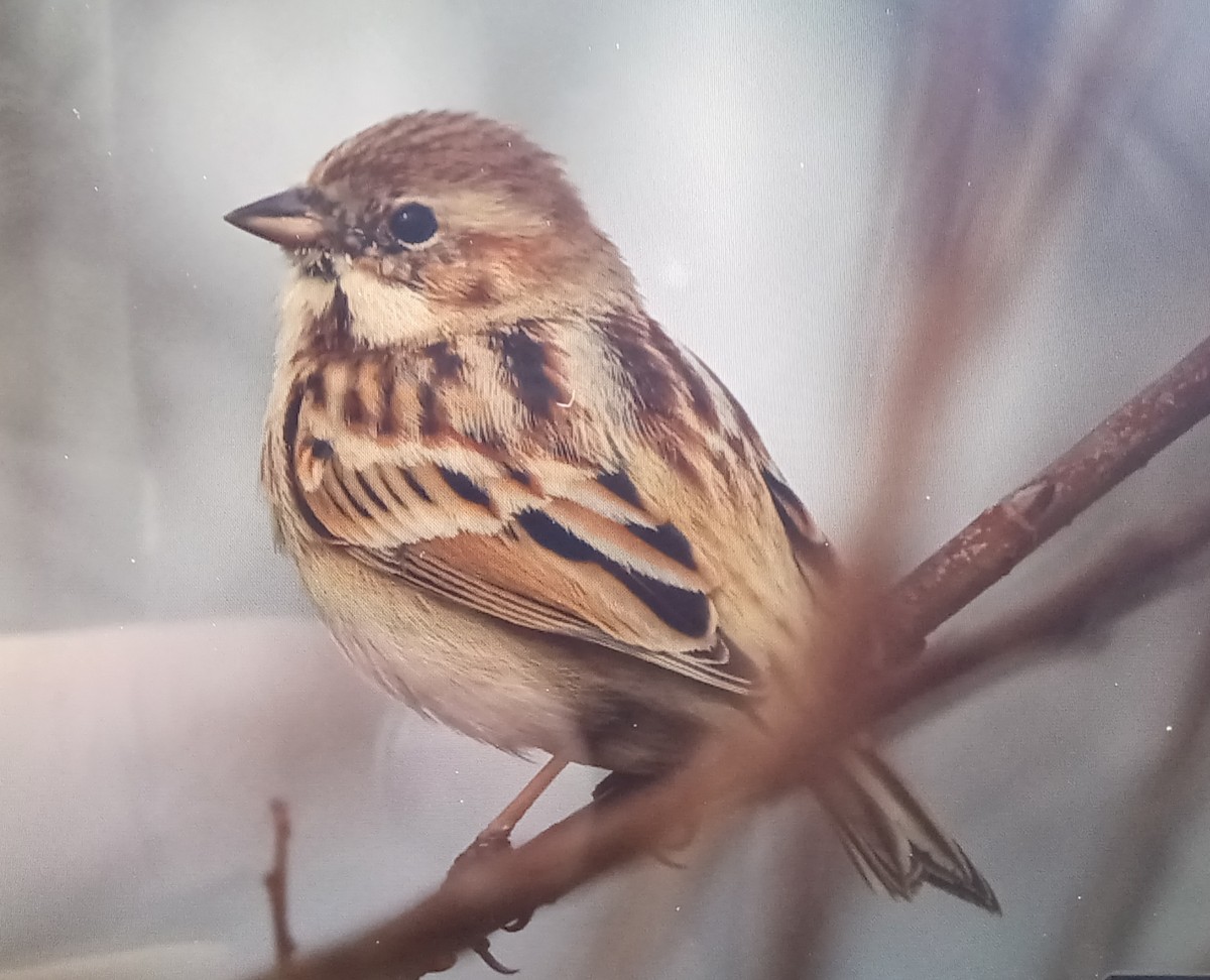 Pallas's Bunting - ML612410574