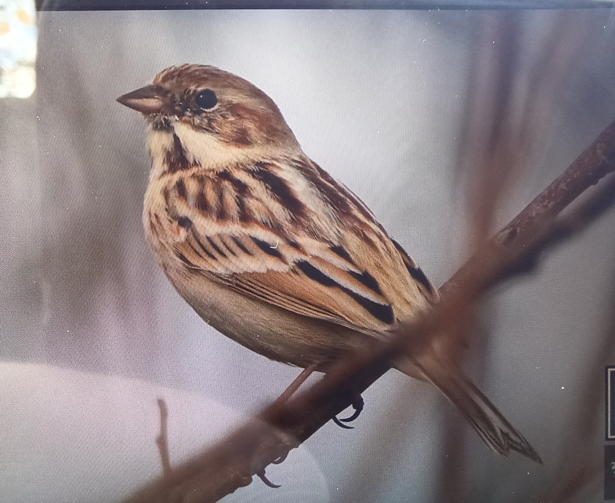 Pallas's Bunting - ML612410575