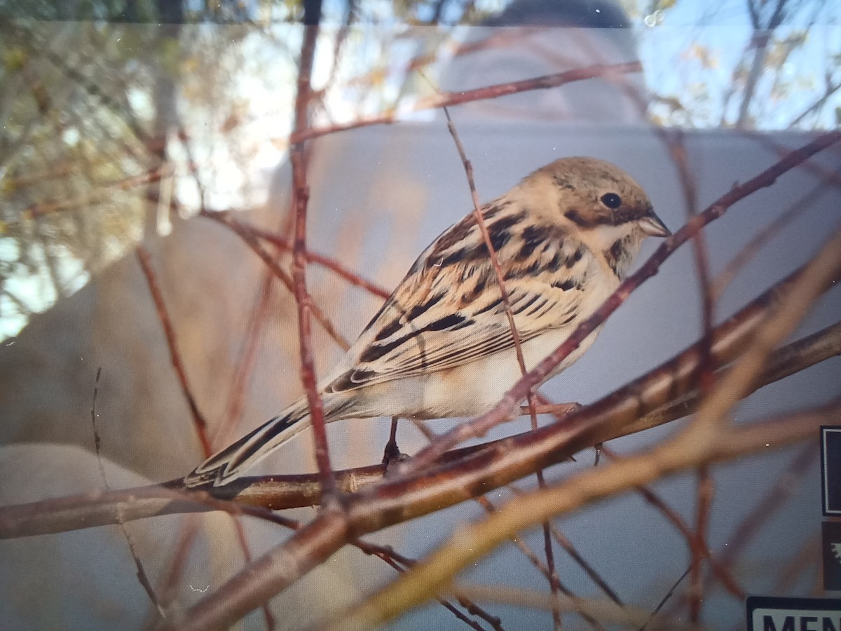 Pallas's Bunting - ML612410576