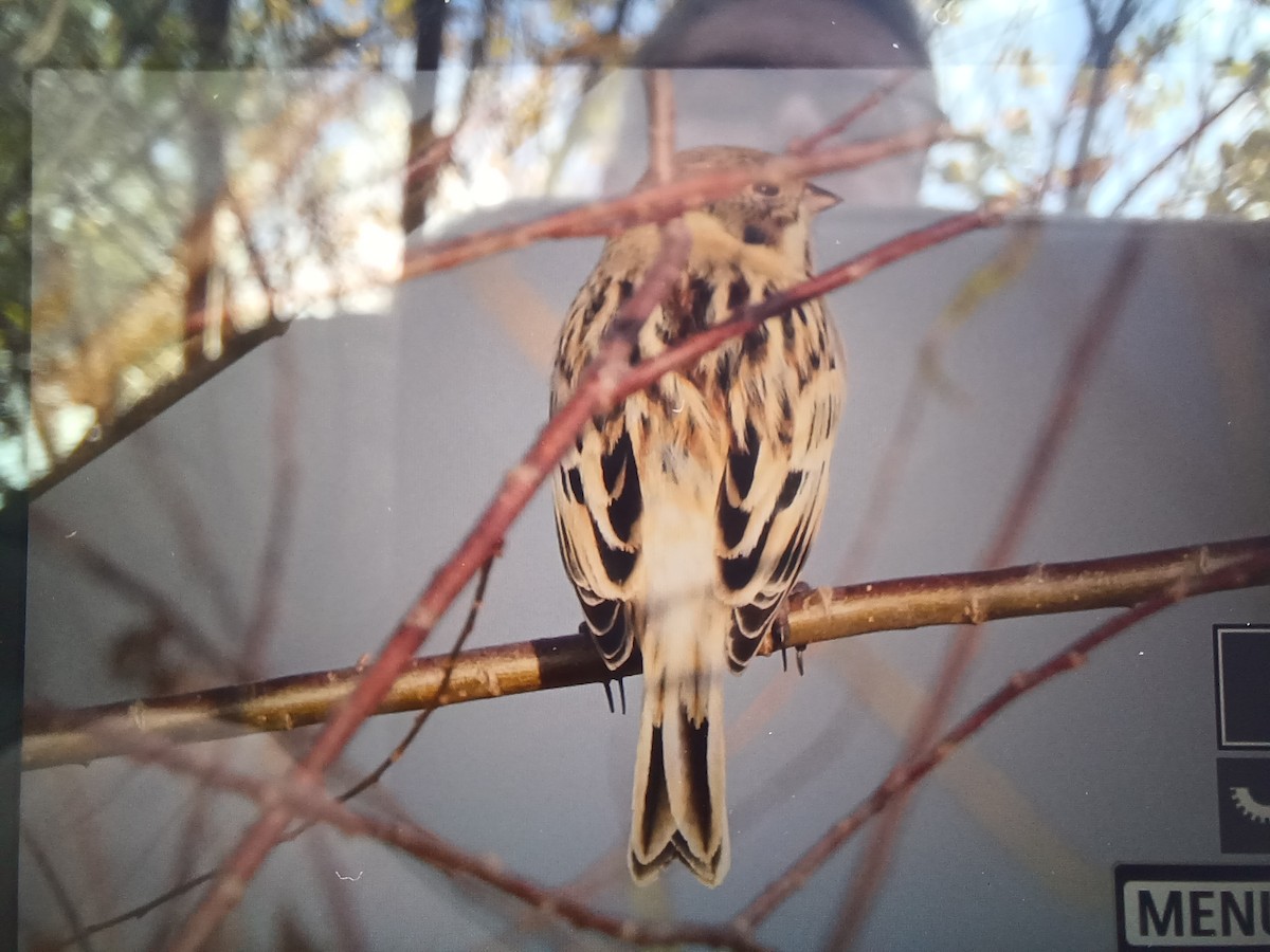 Pallas's Bunting - ML612410577