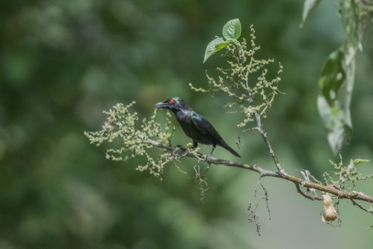 Short-tailed Starling - ML612410580