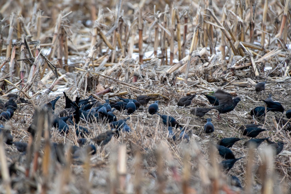 Brown-headed Cowbird - ML612410586