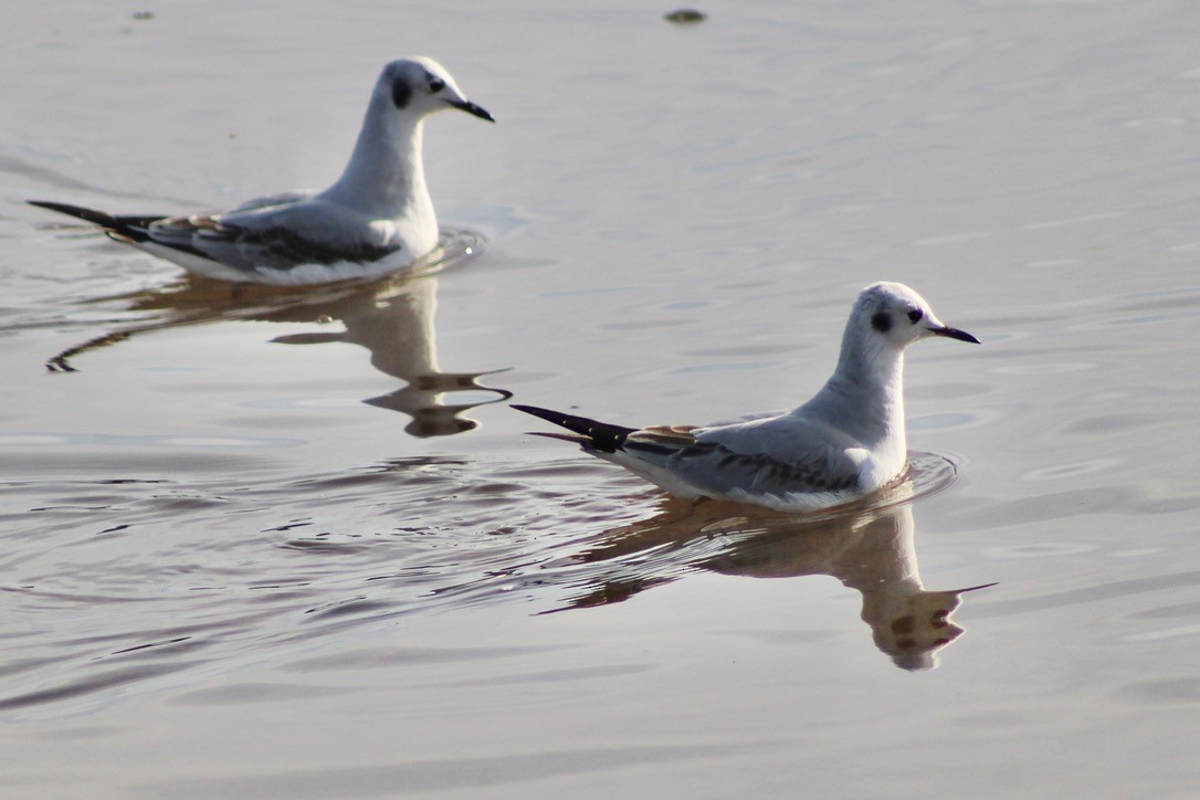 Bonaparte's Gull - ML612410629