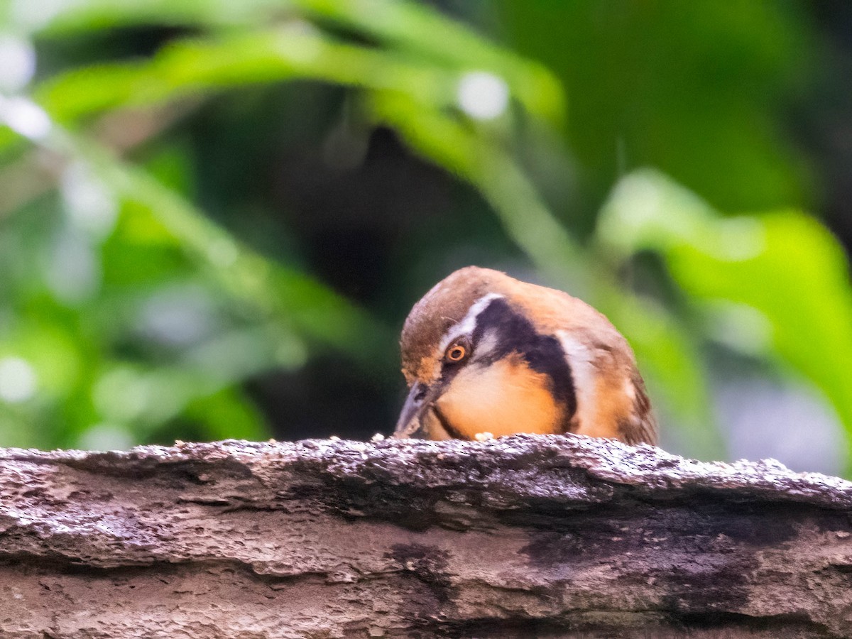 Lesser Necklaced Laughingthrush - ML612410637