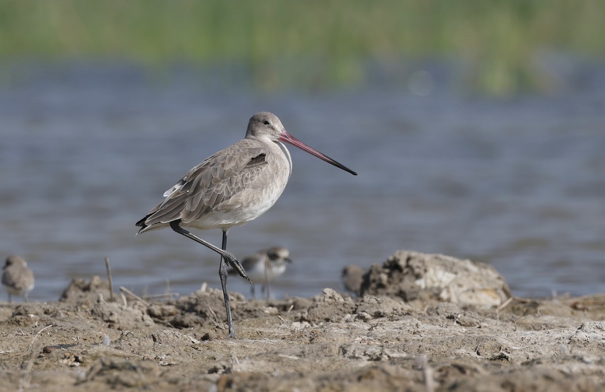 Black-tailed Godwit - ML612410672