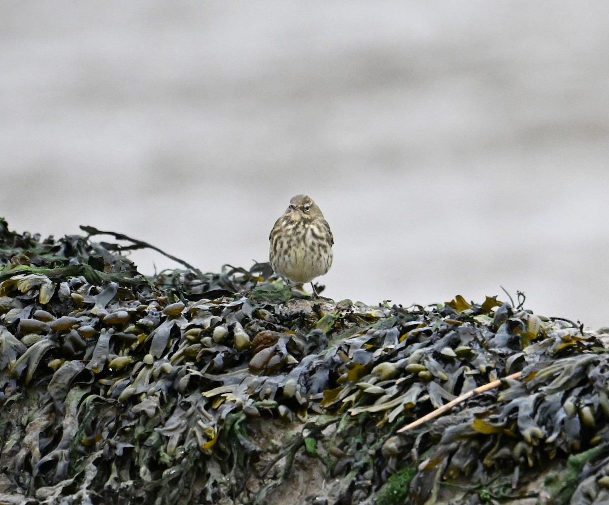Rock Pipit (Eastern) - ML612410688