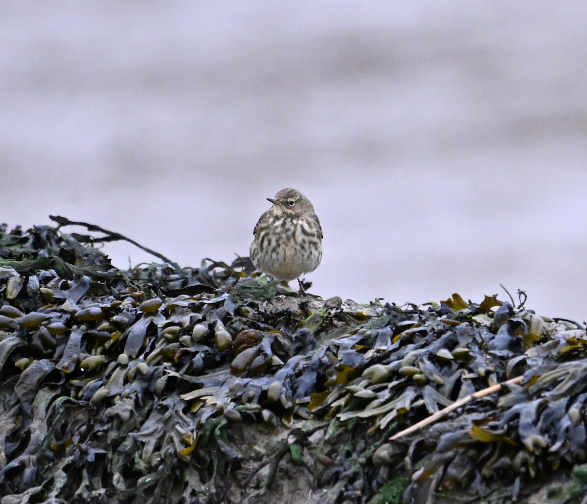 Rock Pipit (Eastern) - ML612410689