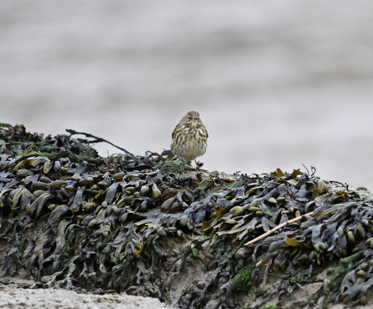 Rock Pipit (Eastern) - ML612410690